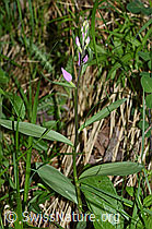 Rotes Waldvögelein (Cephalanthera rubra) (F166390) Rotes Waldvögelein (Cephalanthera rubra) (F166390)