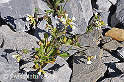Alpen-Gänsekresse (Arabis alpina) (F166637) Alpen-Gänsekresse (Arabis alpina) (F166637)