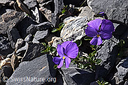 Mont Cenis-Stiefmütterchen (Viola cenisa) (F166679) Mont Cenis-Stiefmütterchen (Viola cenisa) (F166679)