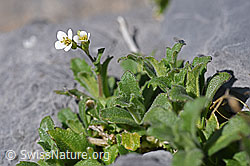 Alpen-Gänsekresse (Arabis alpina) (F166688) Alpen-Gänsekresse (Arabis alpina) (F166688)