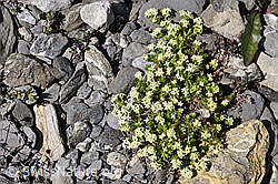 Schweizer Labkraut (Galium megalospermum) (F166782) Schweizer Labkraut (Galium megalospermum) (F166782)
