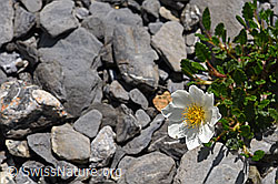 F166799: Silberwurz (Dryas octopetala)