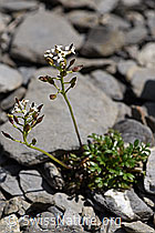 Alpen-Gämskresse (Pritzelago alpina) (F166804) Alpen-Gämskresse (Pritzelago alpina) (F166804)