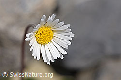 Alpenmasslieb (Aster bellidiastrum) (05.2020, F166814)