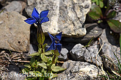 Frühlings-Enzian (Gentiana verna) (F166850) Frühlings-Enzian (Gentiana verna) (F166850)