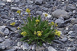 Foto: Gemeines Brillenschötchen (Biscutella laevigata)