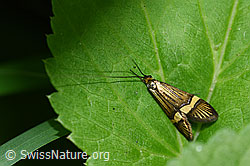 Foto: Gebänderte Langhornmotte (Nemophora degeerella)