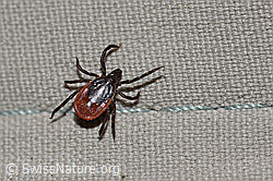 F167293: Zecke oder Gemeiner Holzbock (Ixodes ricinus)