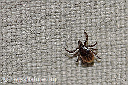 F167295: Zecke oder Gemeiner Holzbock (Ixodes ricinus)