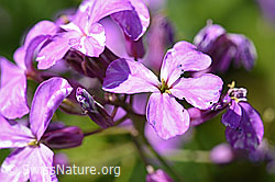 F167341: Gemeine Nachtviole (Hesperis matronalis)