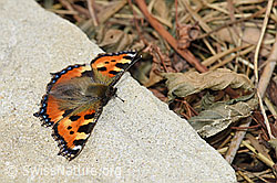 F168011: Kleiner Fuchs (Aglais urticae)