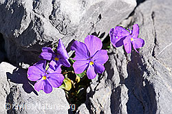 Mont Cenis-Stiefmütterchen (Viola cenisia) (F168266) Mont Cenis-Stiefmütterchen (Viola cenisia) (F168266)