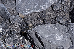 Foto: Grosser Dungkäfer (Aphodius fossor)