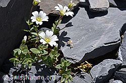 Foto: Breitblättriges Hornkraut (Cerastium latifolium)
