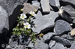 Foto: Breitblättriges Hornkraut (Cerastium latifolium)