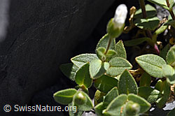 Foto: Breitblättriges Hornkraut (Cerastium latifolium)