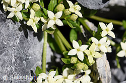 Foto: Schweizer Labkraut (Galium megalospermum)