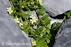 Foto: Schweizer Labkraut (Galium megalospermum)