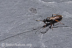 F168984: Oronotus binotatus (Schlupfwespe)