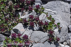 Vielhaariger Thymian (Thymus polytrichus) (F169029) Vielhaariger Thymian (Thymus polytrichus) (F169029)