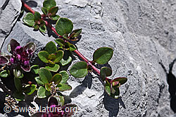 Vielhaariger Thymian (Thymus polytrichus) (F169030) Vielhaariger Thymian (Thymus polytrichus) (F169030)