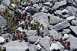 Vielhaariger Thymian (Thymus polytrichus) (F169031) Vielhaariger Thymian (Thymus polytrichus) (F169031)