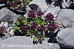 Vielhaariger Thymian (Thymus polytrichus) (F169032) Vielhaariger Thymian (Thymus polytrichus) (F169032)