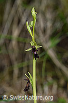 Foto: Fliegen-Ragwurz (Ophrys insectifera)