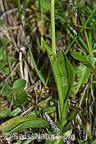 Foto: Fliegen-Ragwurz (Ophrys insectifera)