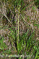 Foto: Fliegen-Ragwurz (Ophrys insectifera)