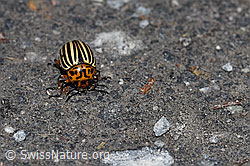 Foto: Kartoffelkäfer (Leptinotarsa decemlineata)