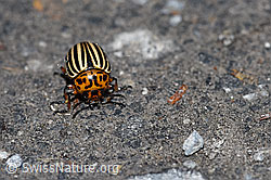 Foto: Kartoffelkäfer (Leptinotarsa decemlineata)