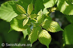 Foto: Gefurchte Brombeere (Rubus sulcatus), Blätter