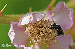 Grobpunktierte Maskenbiene (Hylaeus punctatus) auf Gefurchte Brombeere (Rubus sulcatus) (26.06.2020, F169148)