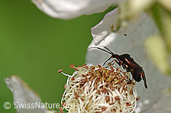 Rote Weichwanze (Deraeocoris ruber) (26.06.2020, F169156)