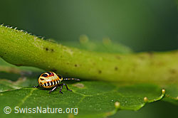 Foto: Kohlwanze (Eurydema oleracea)