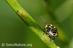 Foto: Kohlwanze (Eurydema oleracea)