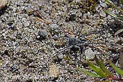 Pardosa saturatior (Wolfspinne) auf Sandboden (F169831) Pardosa saturatior (Wolfspinne) auf Sandboden (F169831)