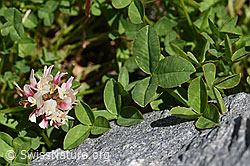 Foto: Thals Klee (Trifolium thalii)