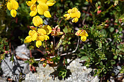 Foto: Gewöhnlicher Hornklee (Lotus corniculatus)