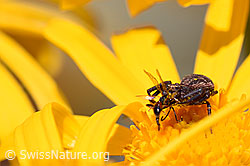 F169972: Braune Krabbenspinne (Xysticus cristatus) mit Beute auf Blüte