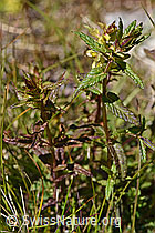 Schmalblättriger Klappertopf (Rhinanthus glacialis) (F170027) Schmalblättriger Klappertopf (Rhinanthus glacialis) (F170027)