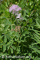 Akeleiblättrige Wiesenraute (Thalictrum aquilegiifolium) (F170095) Akeleiblättrige Wiesenraute (Thalictrum aquilegiifolium) (F170095)