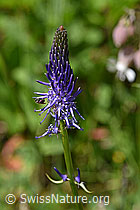 Foto: Betonienblättrige Rapunzel (Phyteuma betonicifolium)