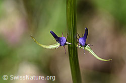 Foto: Betonienblättrige Rapunzel (Phyteuma betonicifolium)