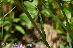 Foto: Betonienblättrige Rapunzel (Phyteuma betonicifolium)