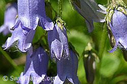 Foto: Bärtige Glockenblume (Campanula barbata)