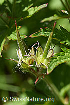 Wald-Storchschnabel (Geranium sylvaticum) (F170111) Wald-Storchschnabel (Geranium sylvaticum) (F170111)