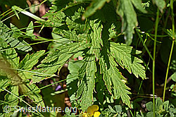 Wald-Storchschnabel (Geranium sylvaticum) (F170113) Wald-Storchschnabel (Geranium sylvaticum) (F170113)