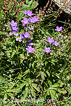 Wald-Storchschnabel (Geranium sylvaticum) (F170114) Wald-Storchschnabel (Geranium sylvaticum) (F170114)